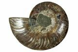 Cut & Polished Ammonite Fossil (Half) - Madagascar #344426-1